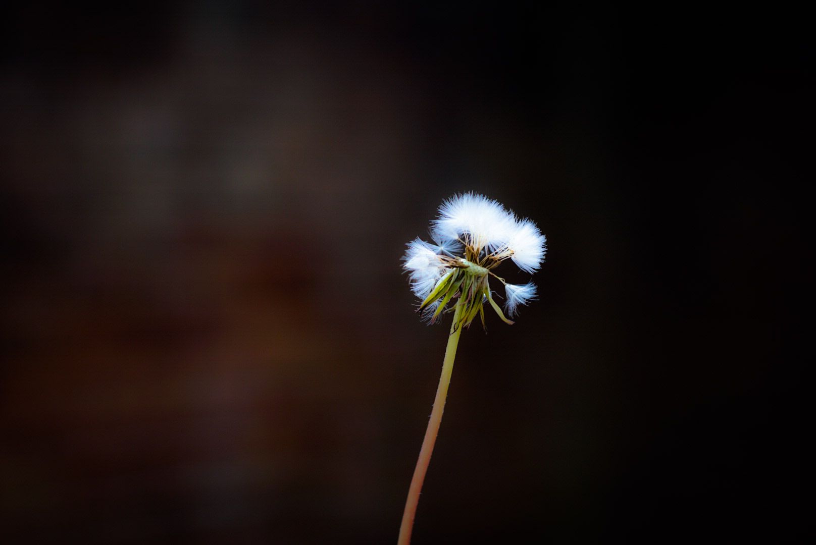 1616x1080 Seedling Wallpaper