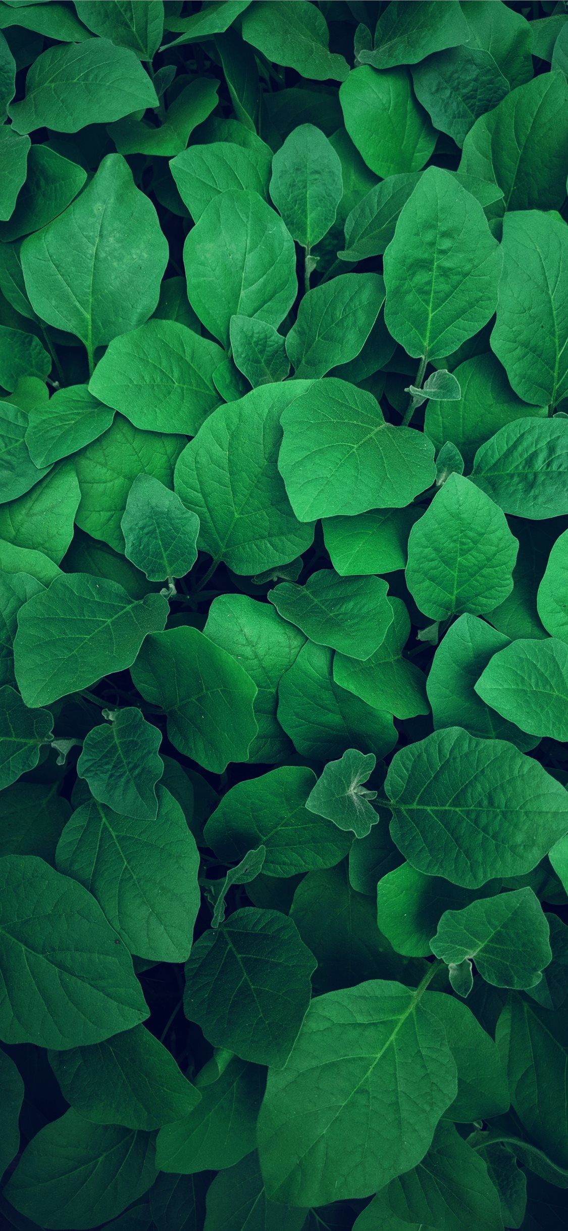 1125x2436 Best Seedling iPhone X HD Wallpaper