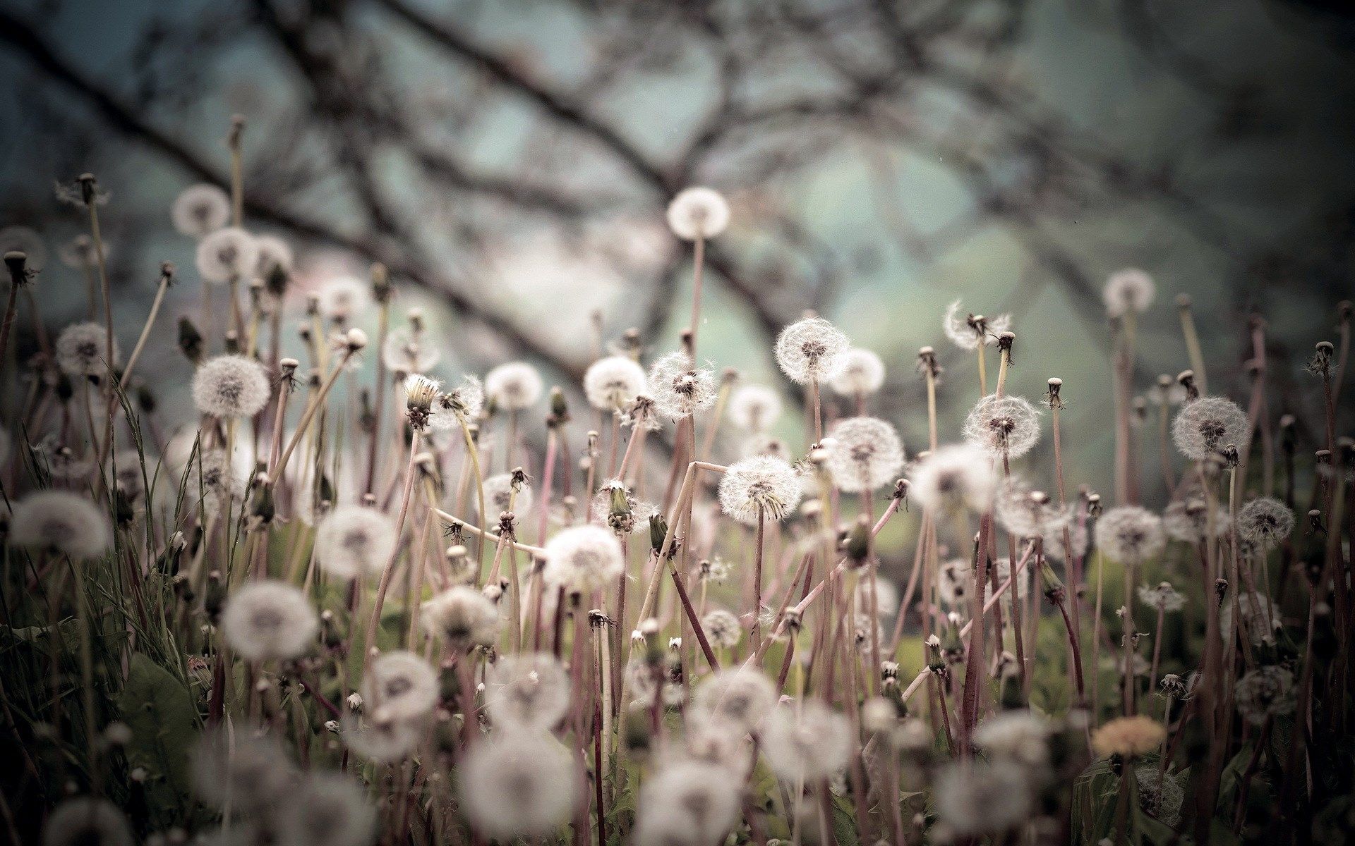 1920x1200 Plants Dandelions Nature Seeds Wallpaper [1920x1200]
