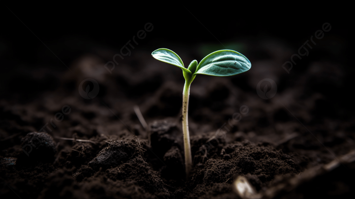 Seedling Wallpapers - Top Free Seedling Backgrounds - WallpaperAccess