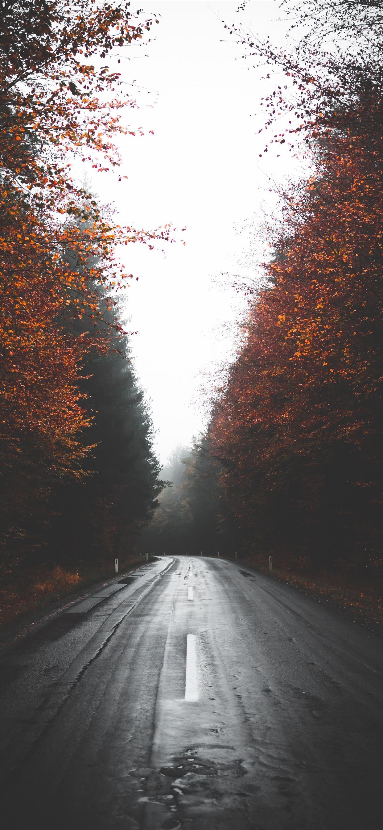 1242x2688 empty wet road between trees iPhone 11 Wallpaper Free Download