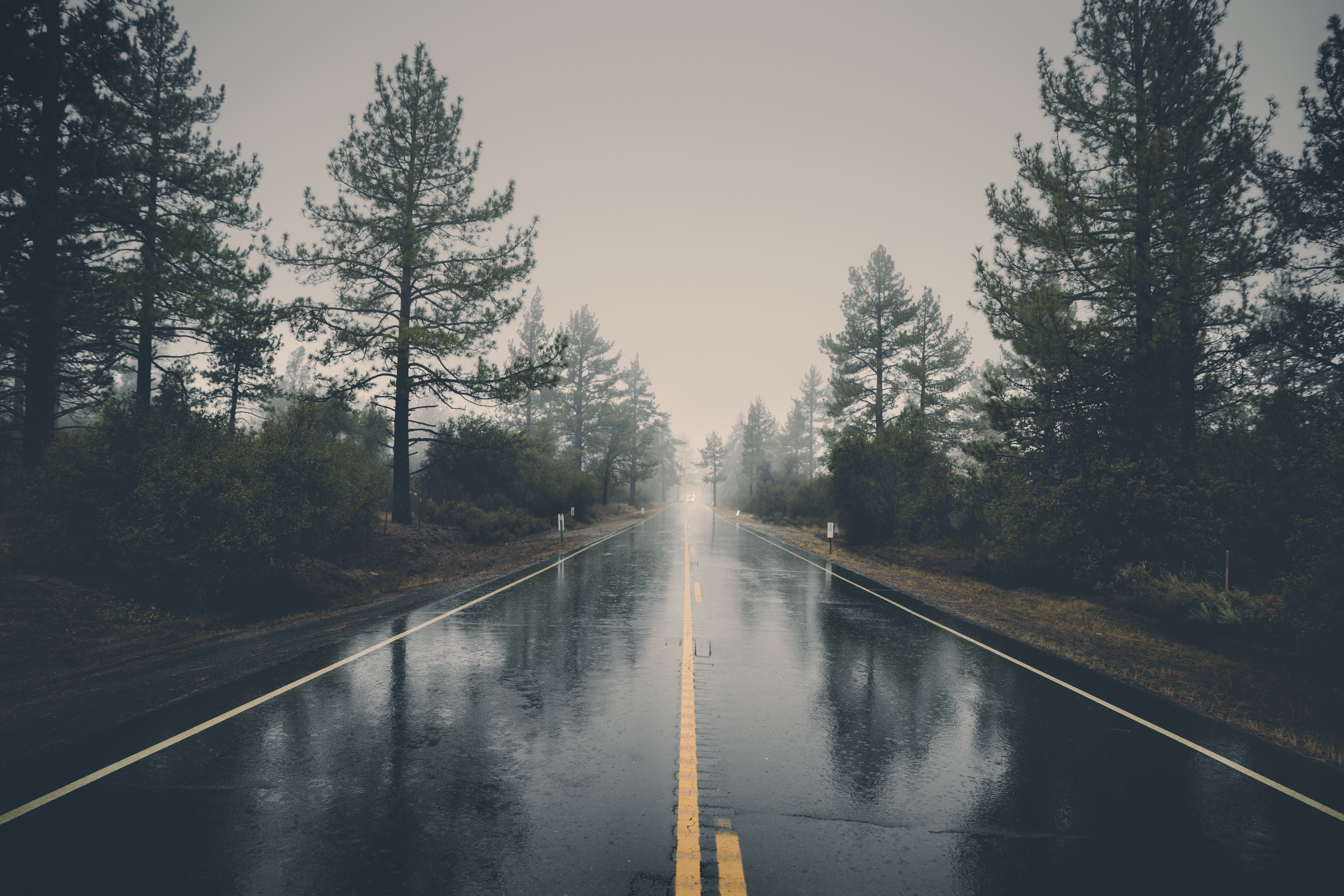 7718x5148 nature road trees reflection wet rain Gallery HD Wallpaper
