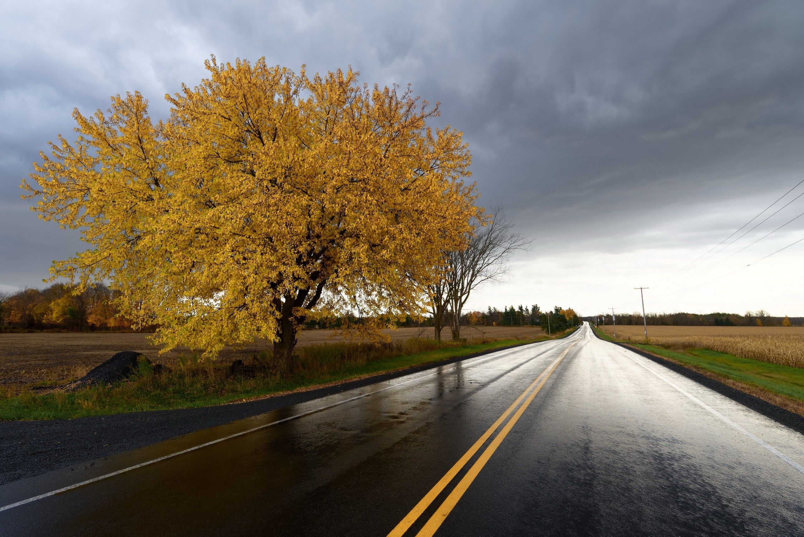 2560x1709 field, fall, road, wet street, trees, asphalt Gallery HD Wallpaper