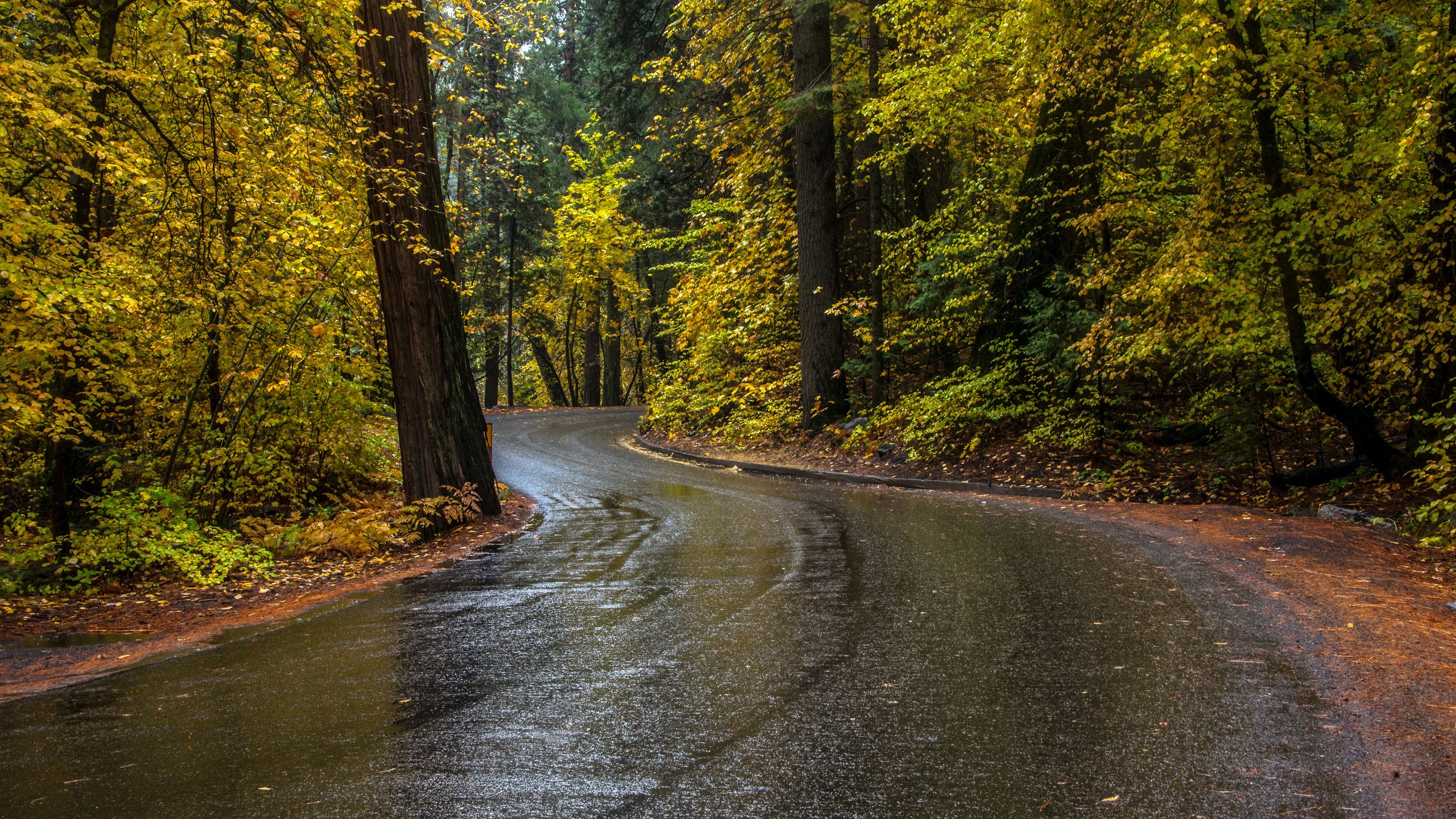 3840x2160 Trees, Road, Wet, Autumn 1080x1920 IPhone 8 7 6 6S Plus Wallpaper, Background, Picture, Image