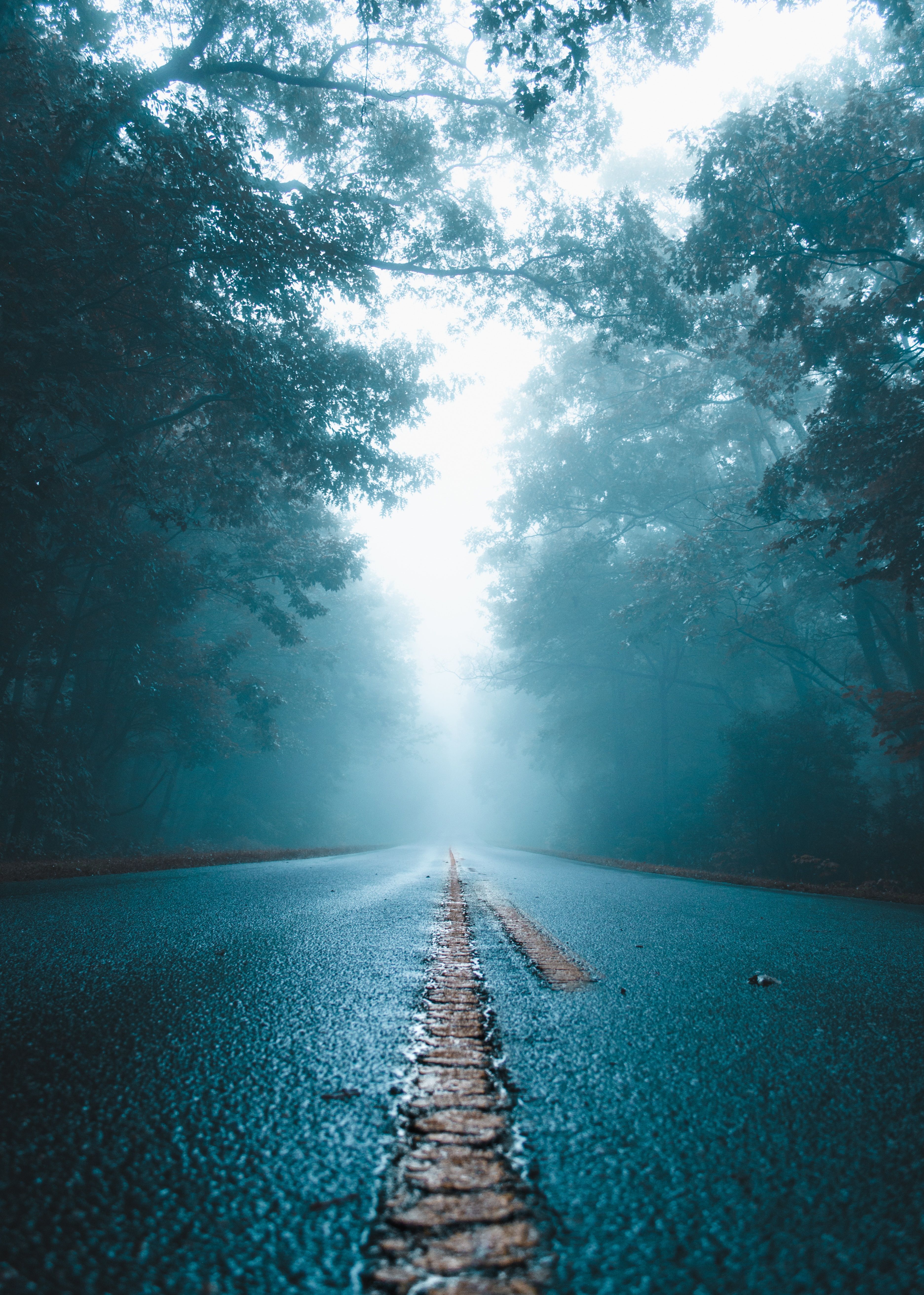 3745x5250 HD desktop wallpaper: Trees, Fog, Asphalt, Nature, Wet, Road download free picture
