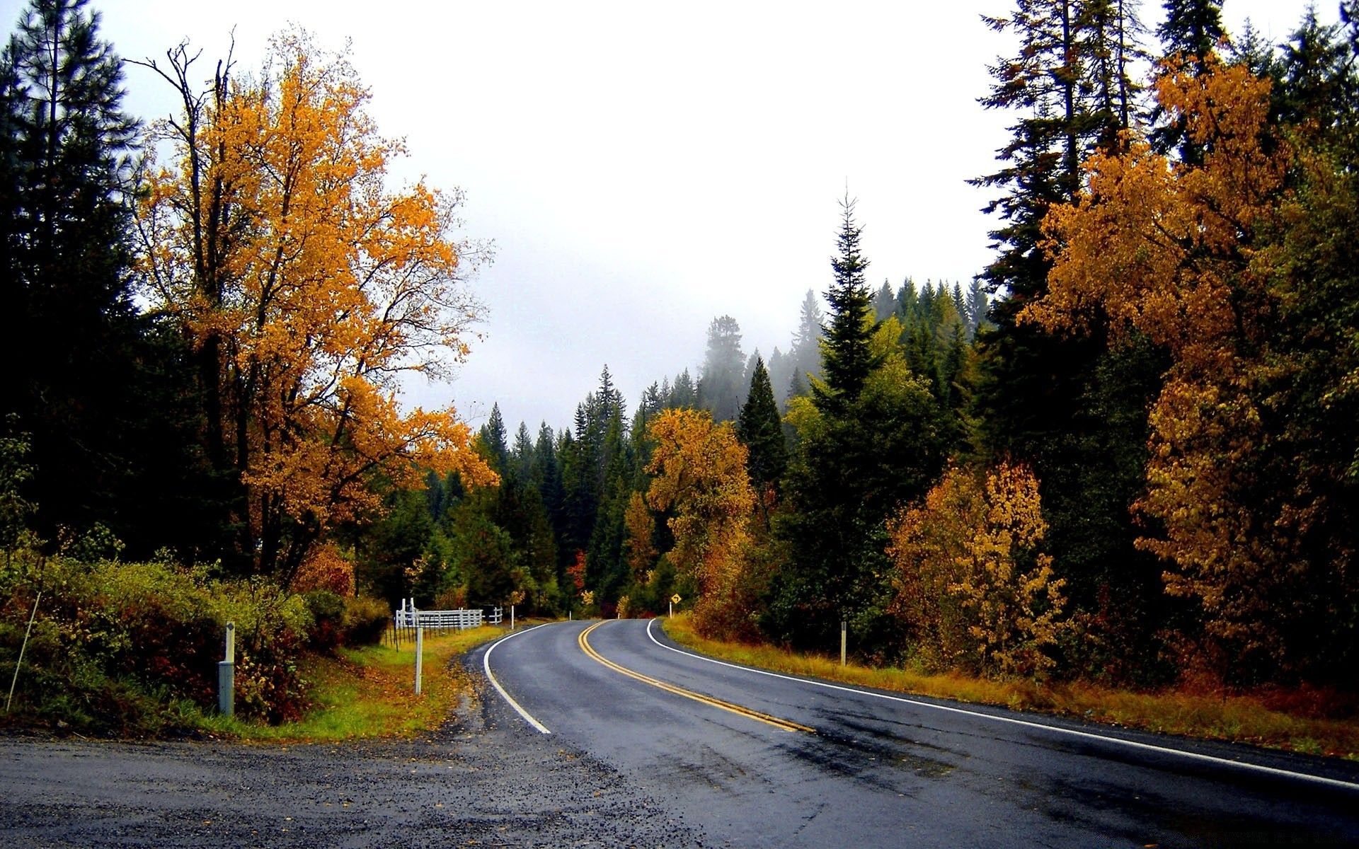 1920x1200 Wet roadumn forest