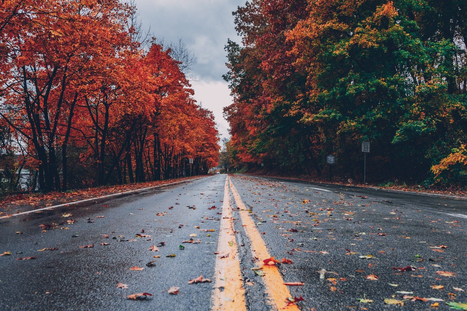 1920x1280 Wet road flanked by fall leaves on trees