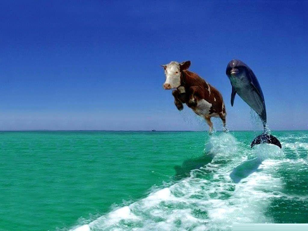 1024x768 Odd Wallpaper for Desktop