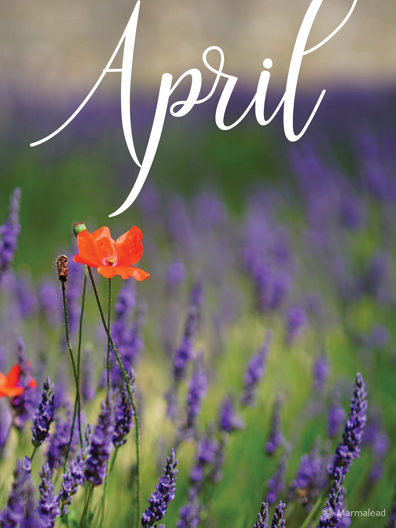 1536x2048 April 2019 Free Desktop Calendar Wallpaper From Marmalead