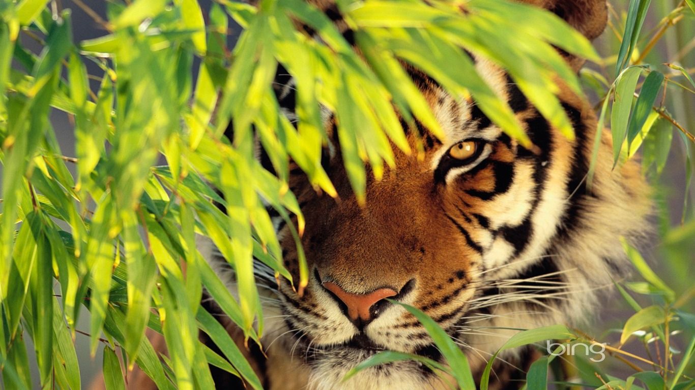1366x768 Bengal Tiger Wallpaper Desktop