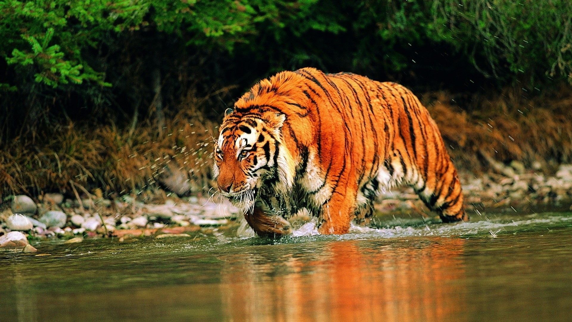 1920x1080 HD Tiger Stalking Through a River Gallery HD Wallpaper