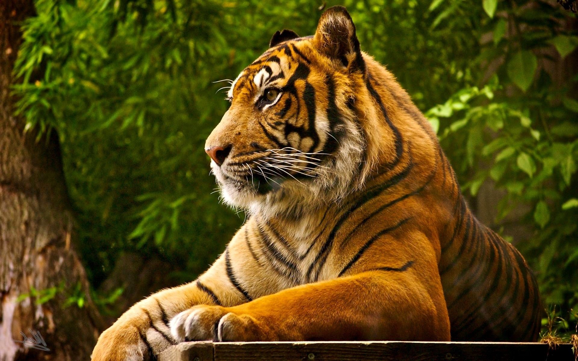 1920x1200 White Bengal Tiger Wallpaper