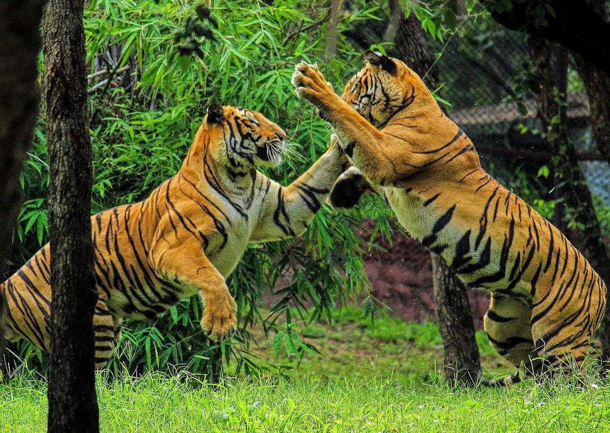 1200x852 Royal bengal tiger