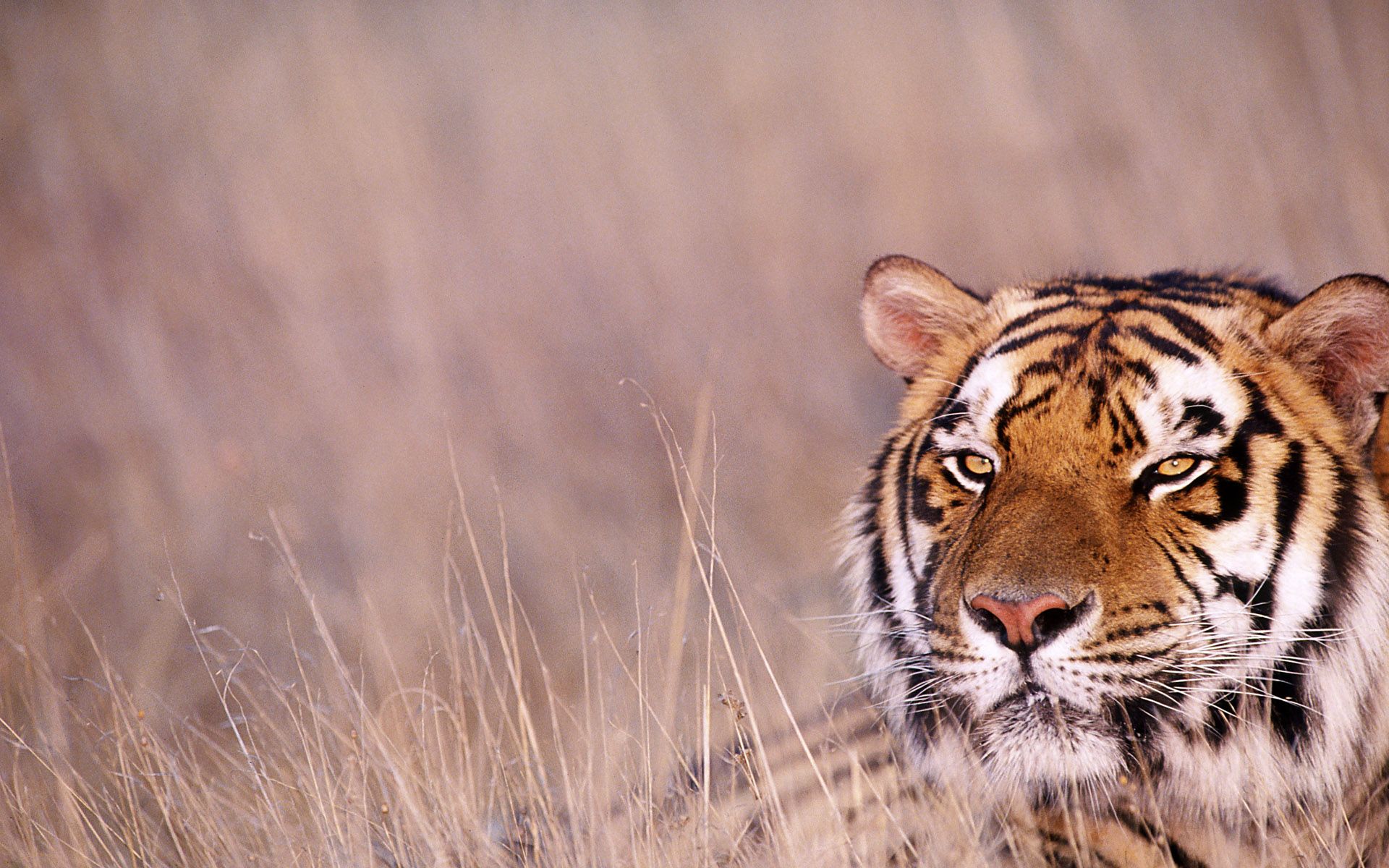 1920x1200 Royal Bengal Tiger) « Awesome Wallpaper