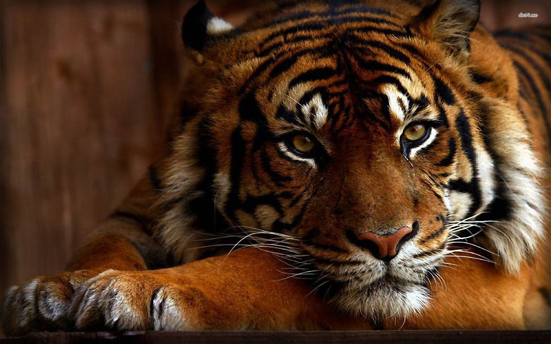 1920x1200 White Bengal Tiger Wallpaper