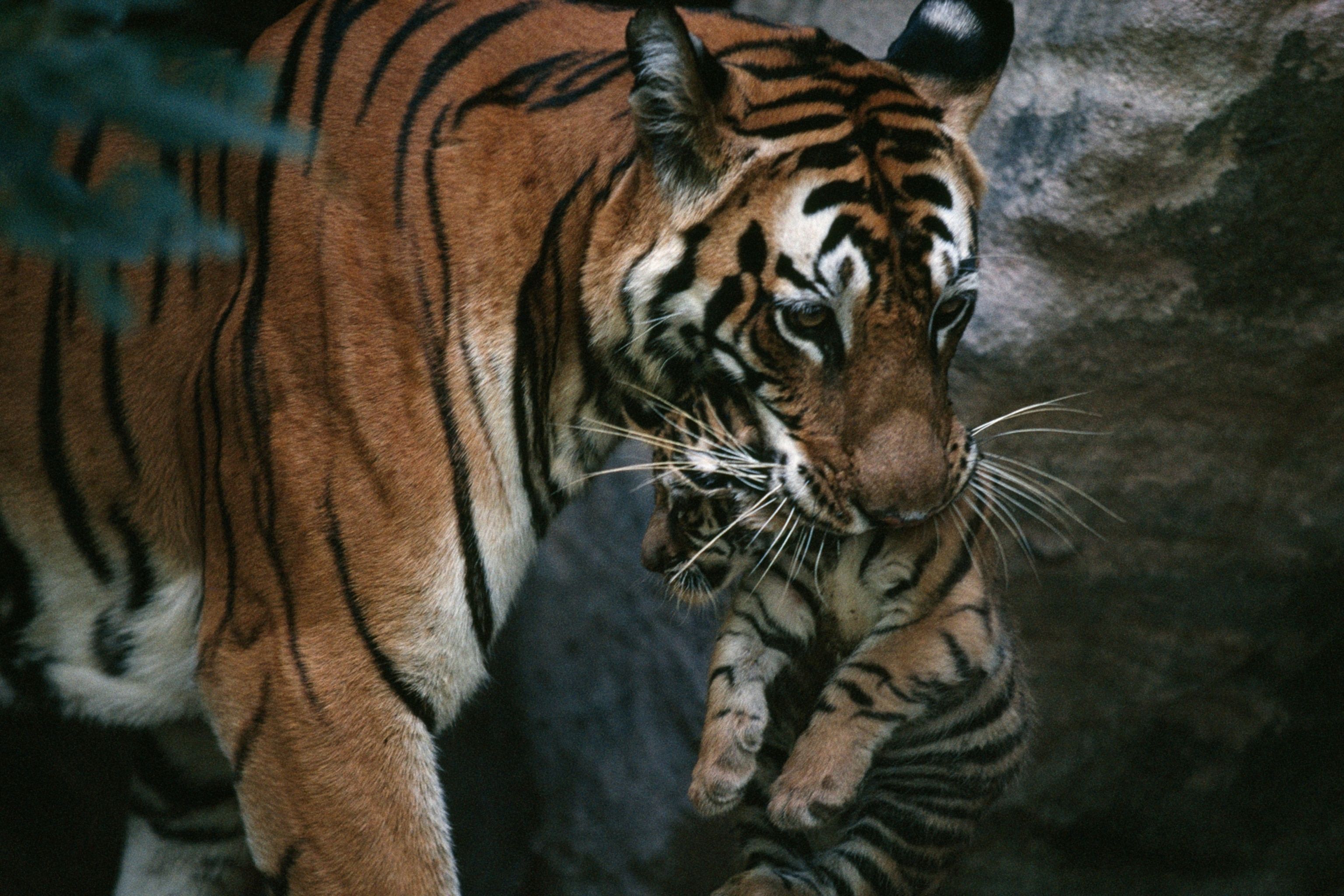 3072x2048 See some of Nat Geo's most striking photo of tigers—ever