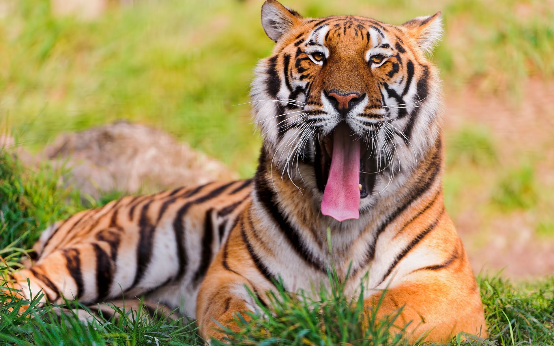 1920x1200 Tiger HD Wallpaper