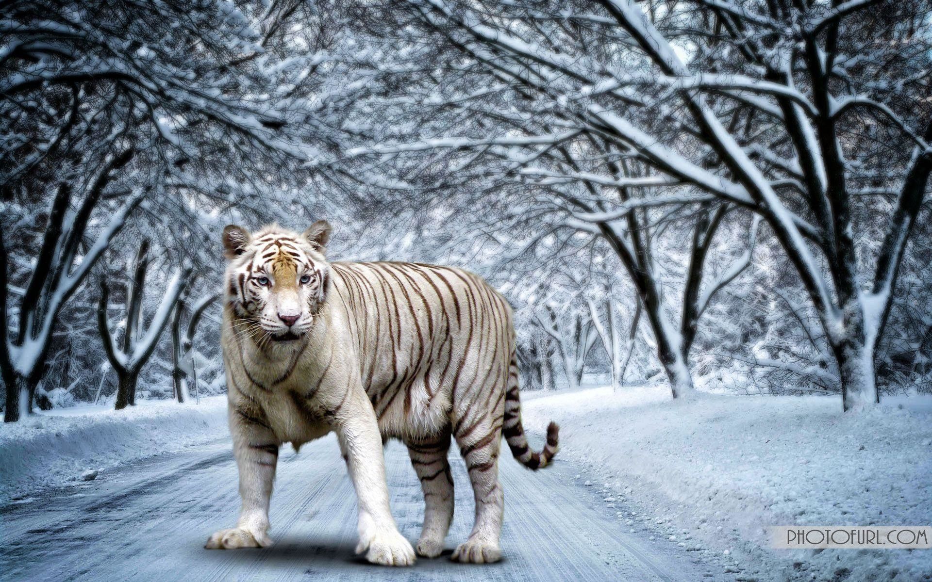 1920x1200 White Bengal Tiger Wallpaper