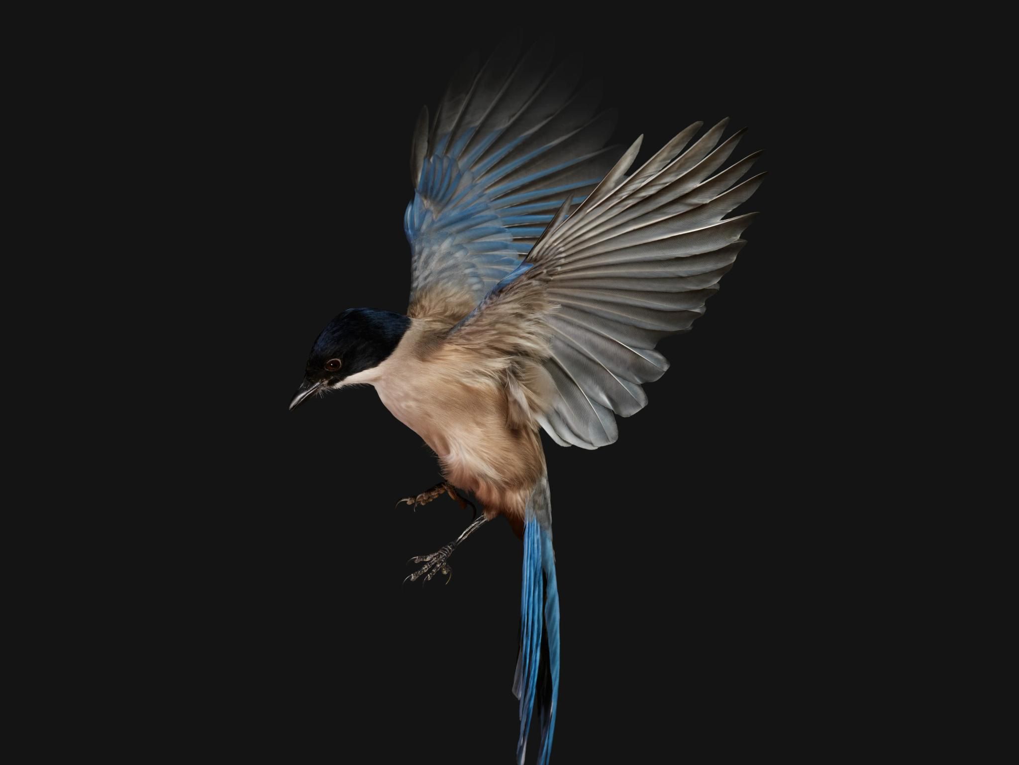 2048x1537 Why the Pixel Fold, and Tablet have bird feather wallpaper