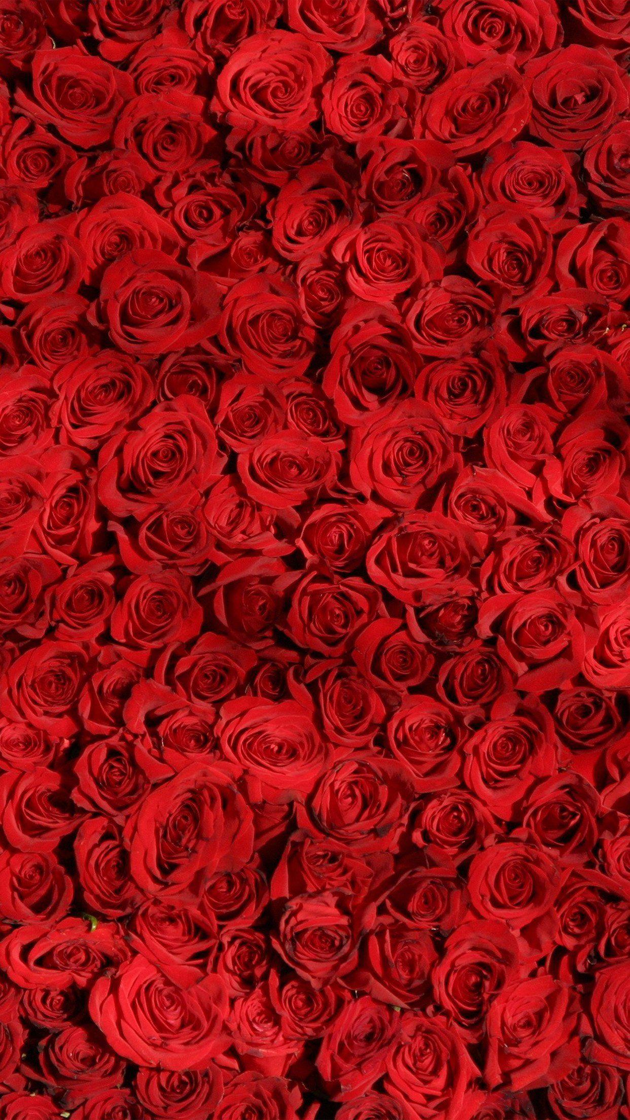 Red Rose iPhone Wallpapers Top Free Red Rose iPhone Backgrounds