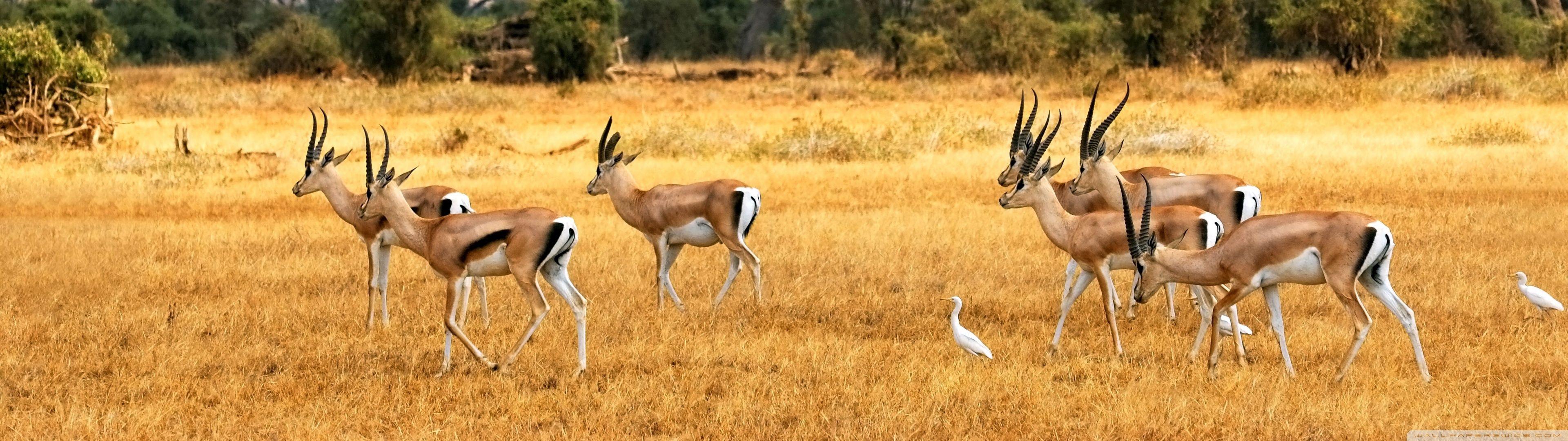3840x1080 Wallpaper Blink of Antelope Wallpaper HD for Android
