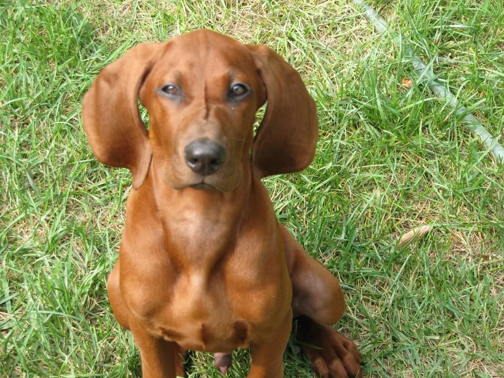1024x768 Redbone Coonhound dog face photo and wallpaper. Beautiful Redbone Coonhound dog face picture