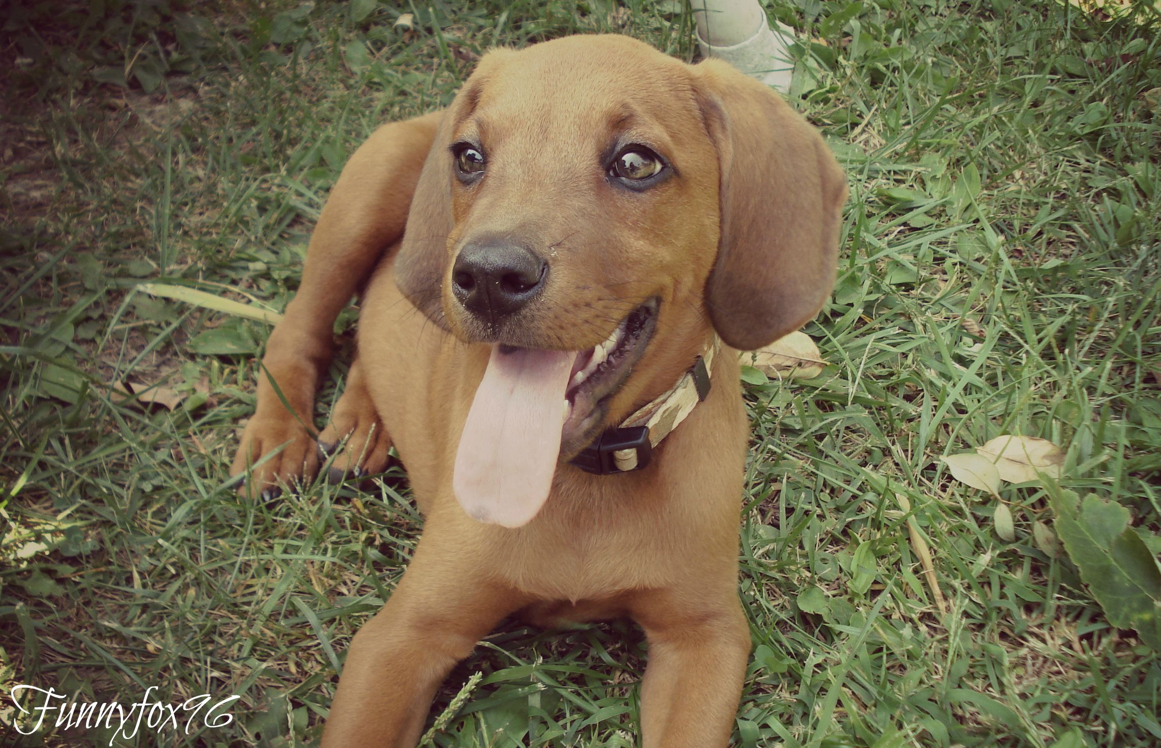 2293x1478 Nice Redbone Coonhound puppy photo and wallpaper. Beautiful Nice Redbone Coonhound puppy picture