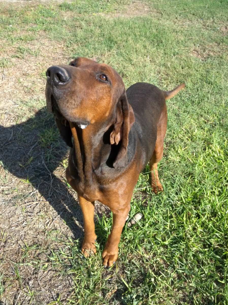 898x1200 Free download Redbone Coonhound dog face photo and wallpaper Beautiful Redbone [898x1200] for your Desktop, Mobile & Tablet. Explore Coondog Wallpaper