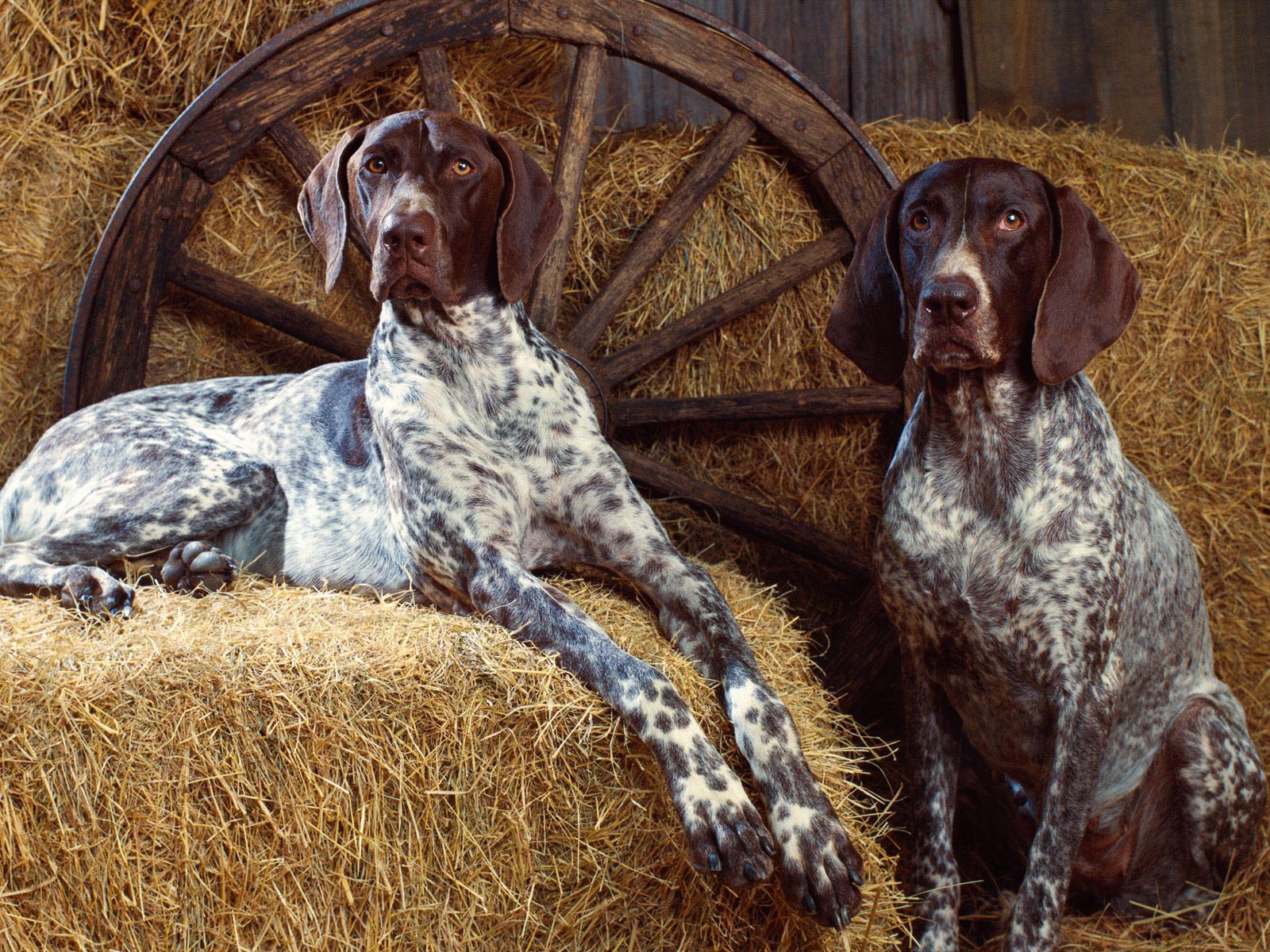 1600x1200 Free download Best 54 Bluetick Coonhound Wallpaper Redbone [1600x1200] for your Desktop, Mobile & Tablet. Explore Coondog Wallpaper