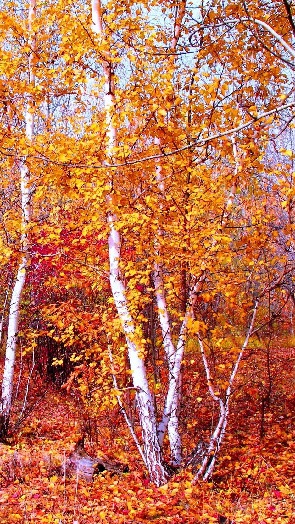 938x1668 Download wallpaper 938x1668 crimson, gold, red, autumn, nature