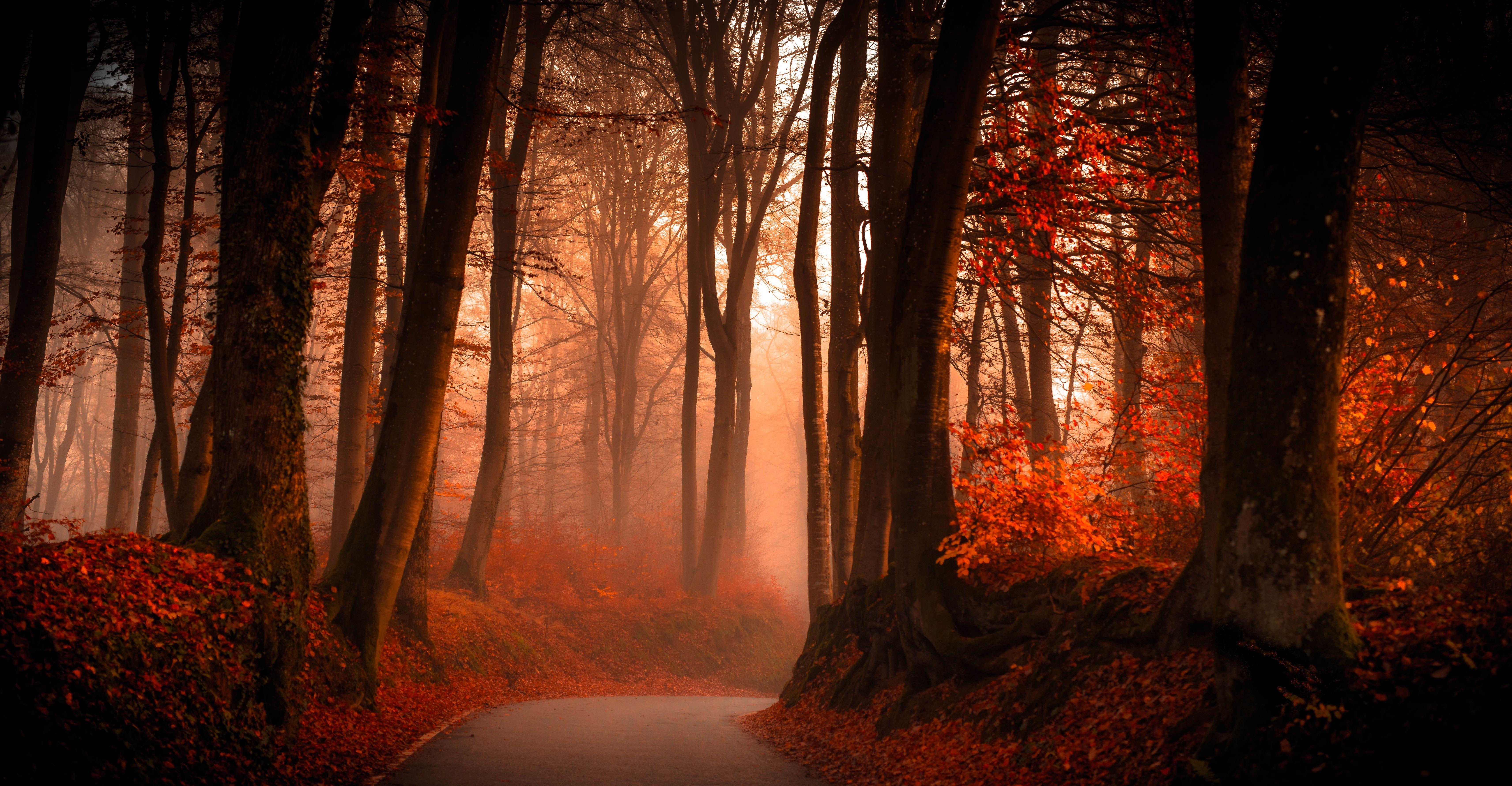 6850x3562 Crimson red forest HD wallpaper