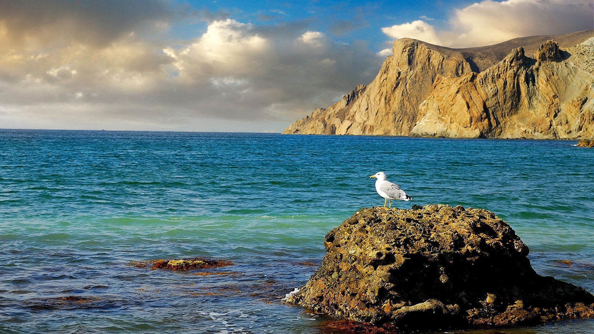 1920x1080 Desktop Wallpaper Crimea seagulls Russia Sea Nature 1920x1080