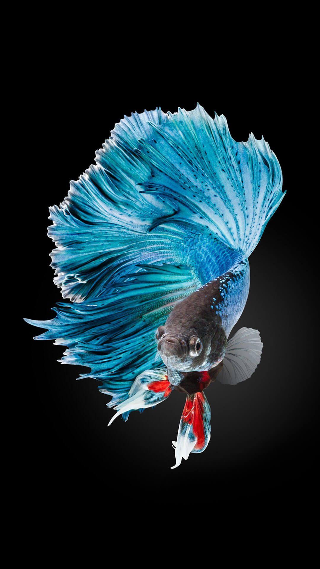 1080x1920 iPhone Fish Wallpaper