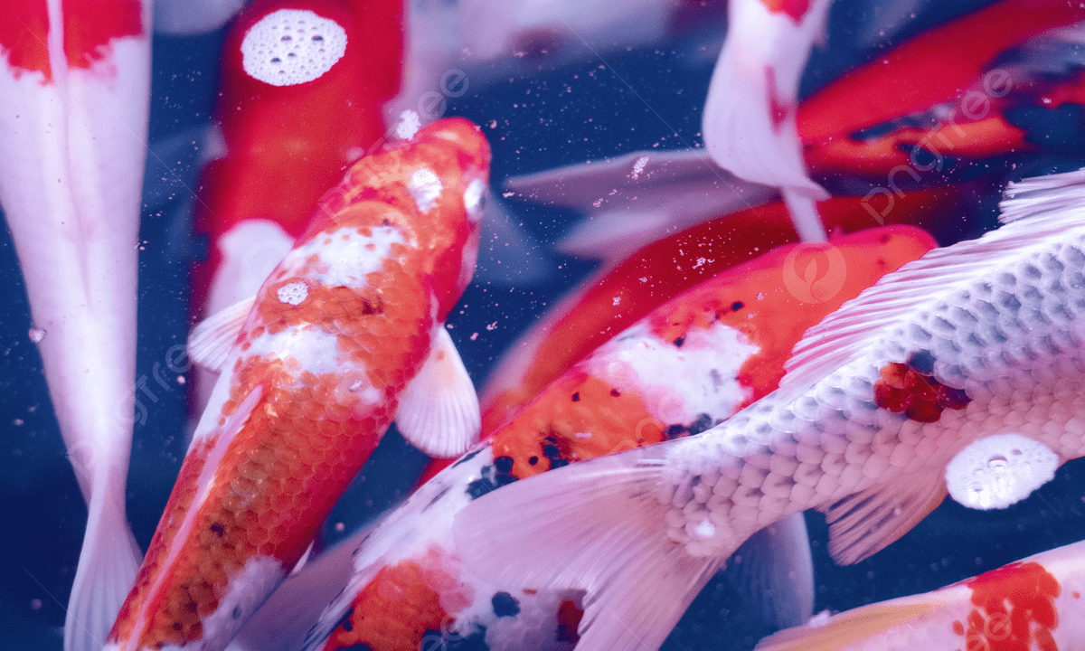 1200x720 Grass Goldfish Japanese Lucky Koi Ornamental Fish Freshwater Fish Cold Water Fish Background, Koi, Fish, Cold Water Fish Background Image And Wallpaper for Free Download