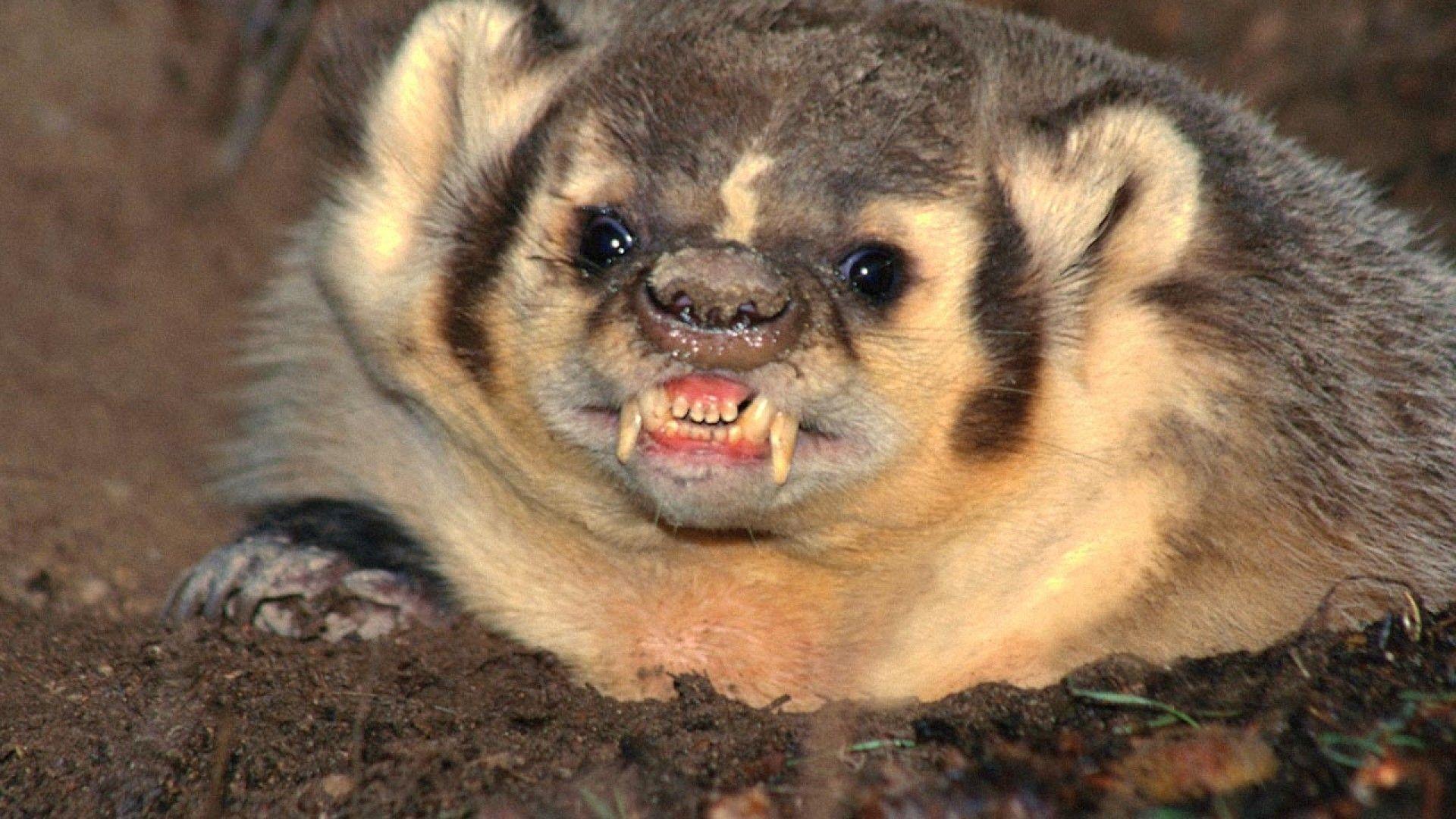 1920x1080 Wallpaper Honney Homepage Badger Badgers Honey 1920x1080