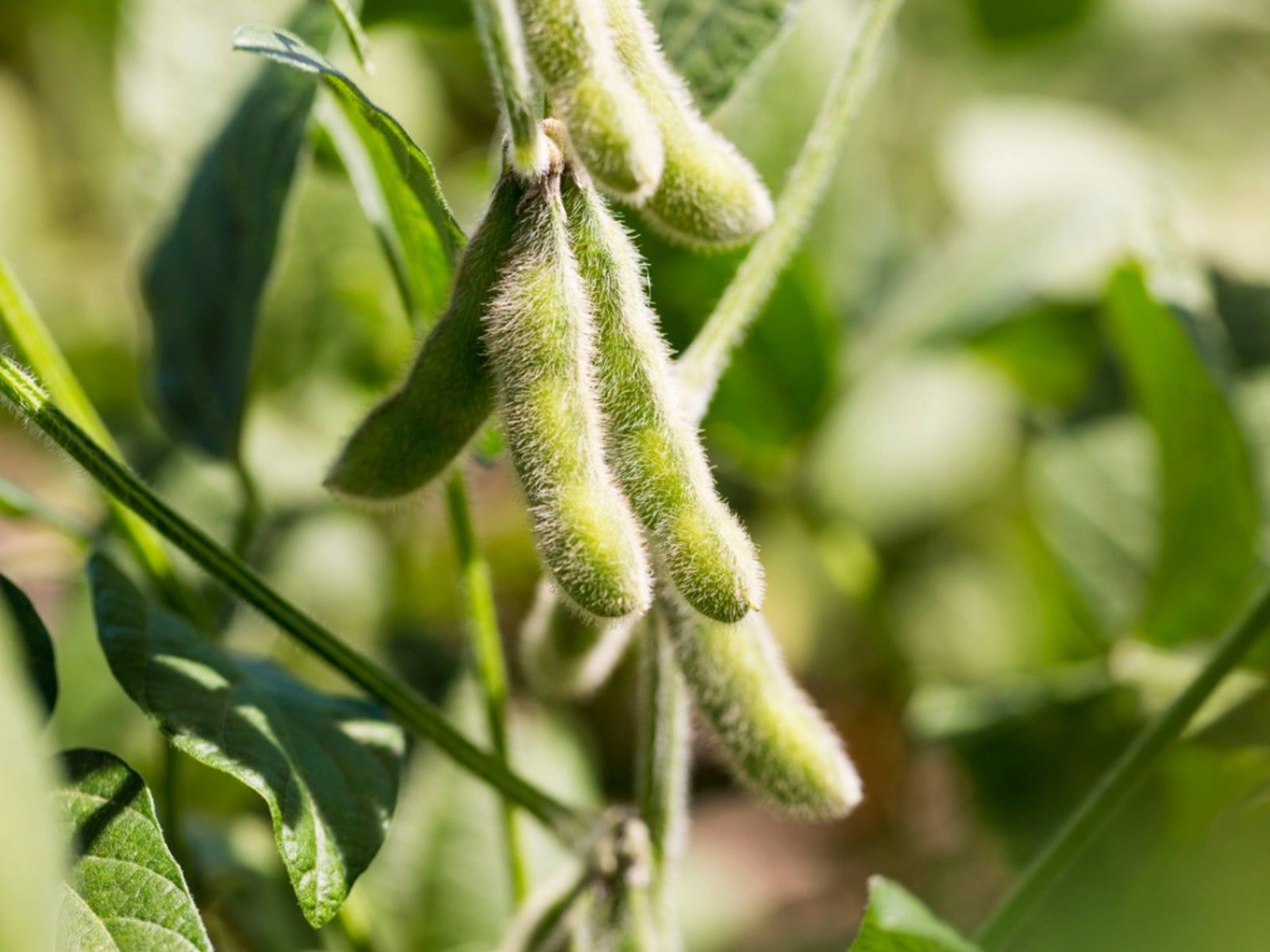 Soybean Wallpapers Top Free Soybean Backgrounds WallpaperAccess