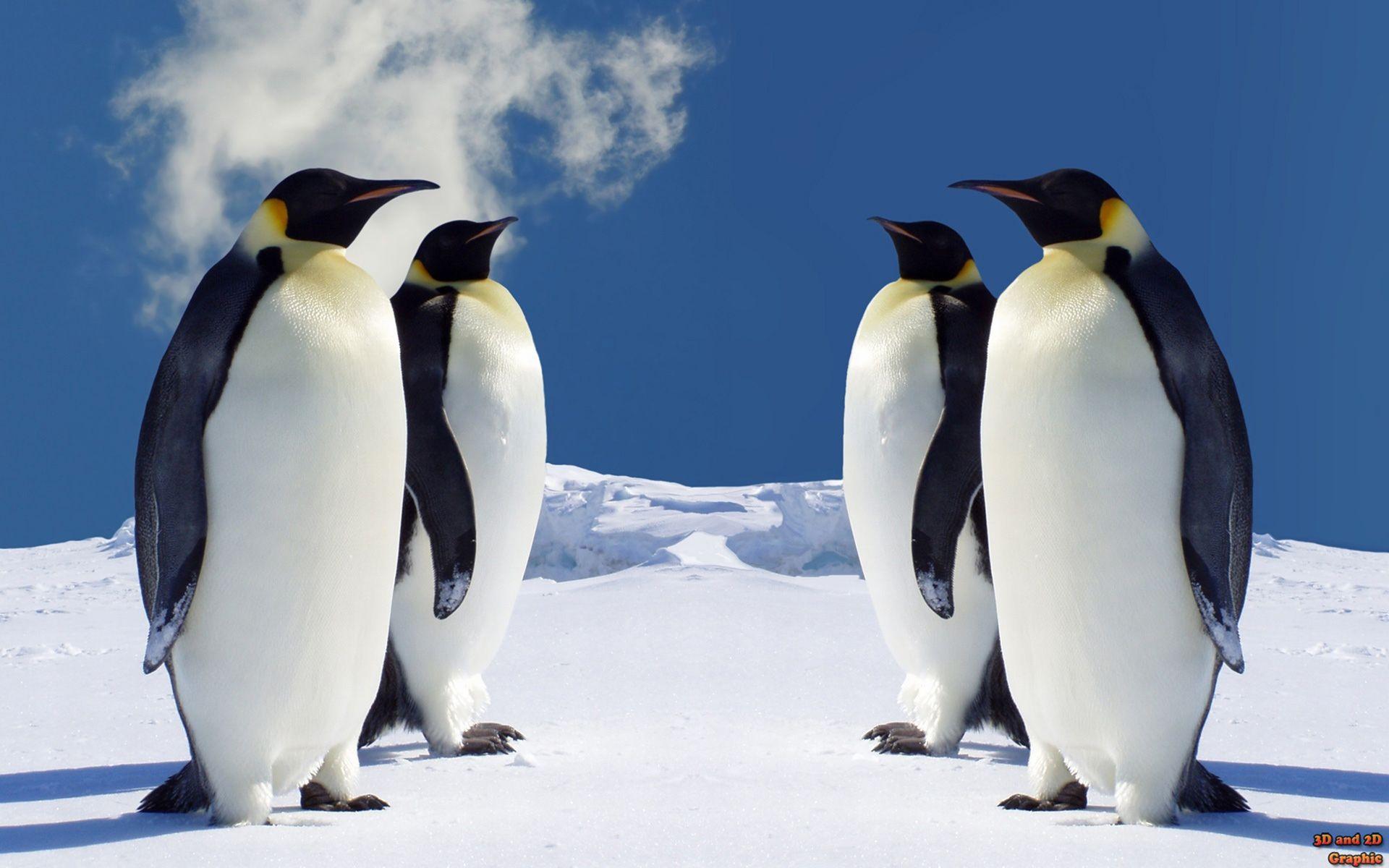 Cute Penguin Winter Animal Wallpapers - Top Free Cute Penguin Winter Animal  Backgrounds - WallpaperAccess