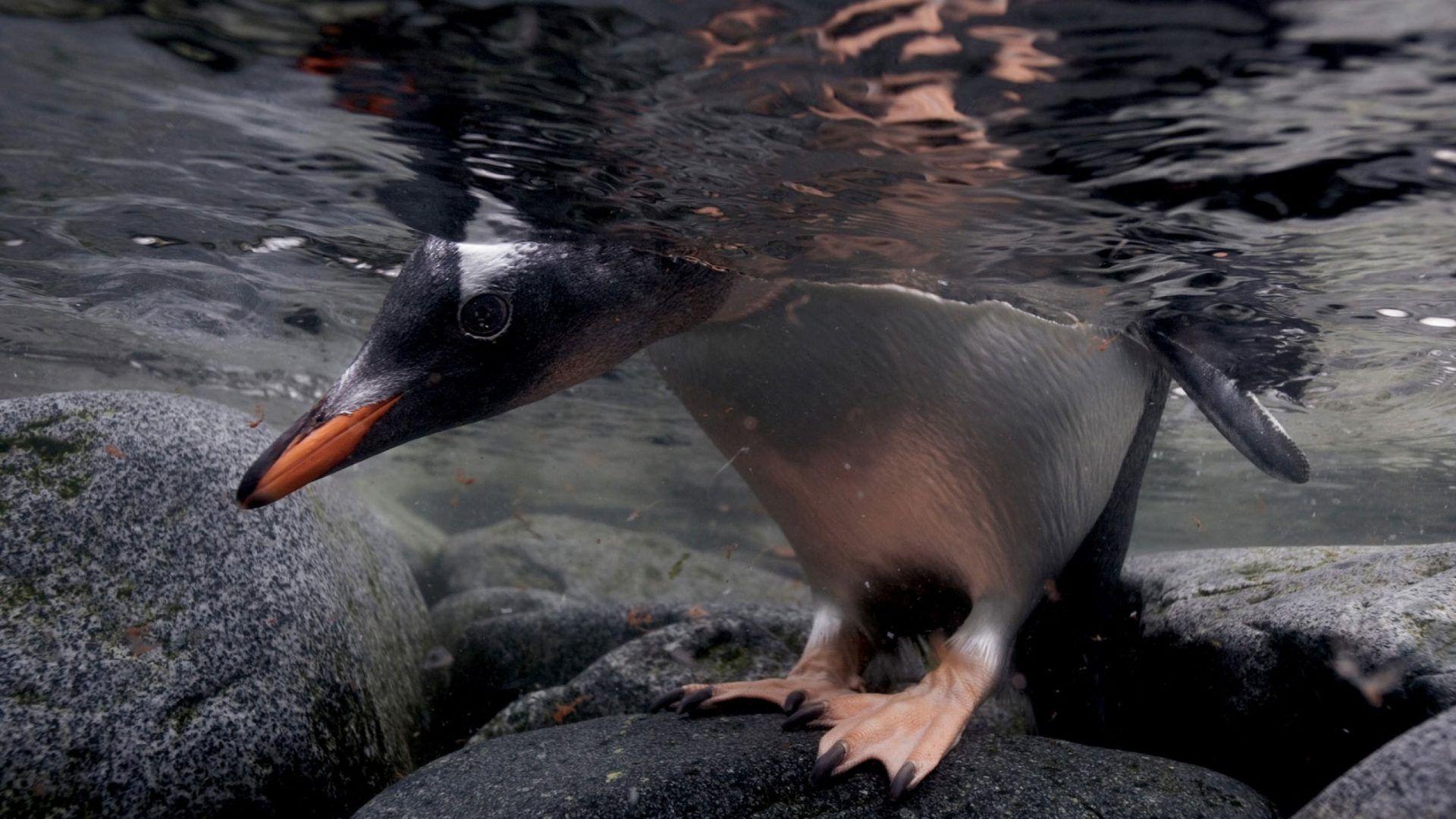 1920x1080 Penguin Tag wallpaper: Snow Birds Penguin Image Red Bird. Penguin