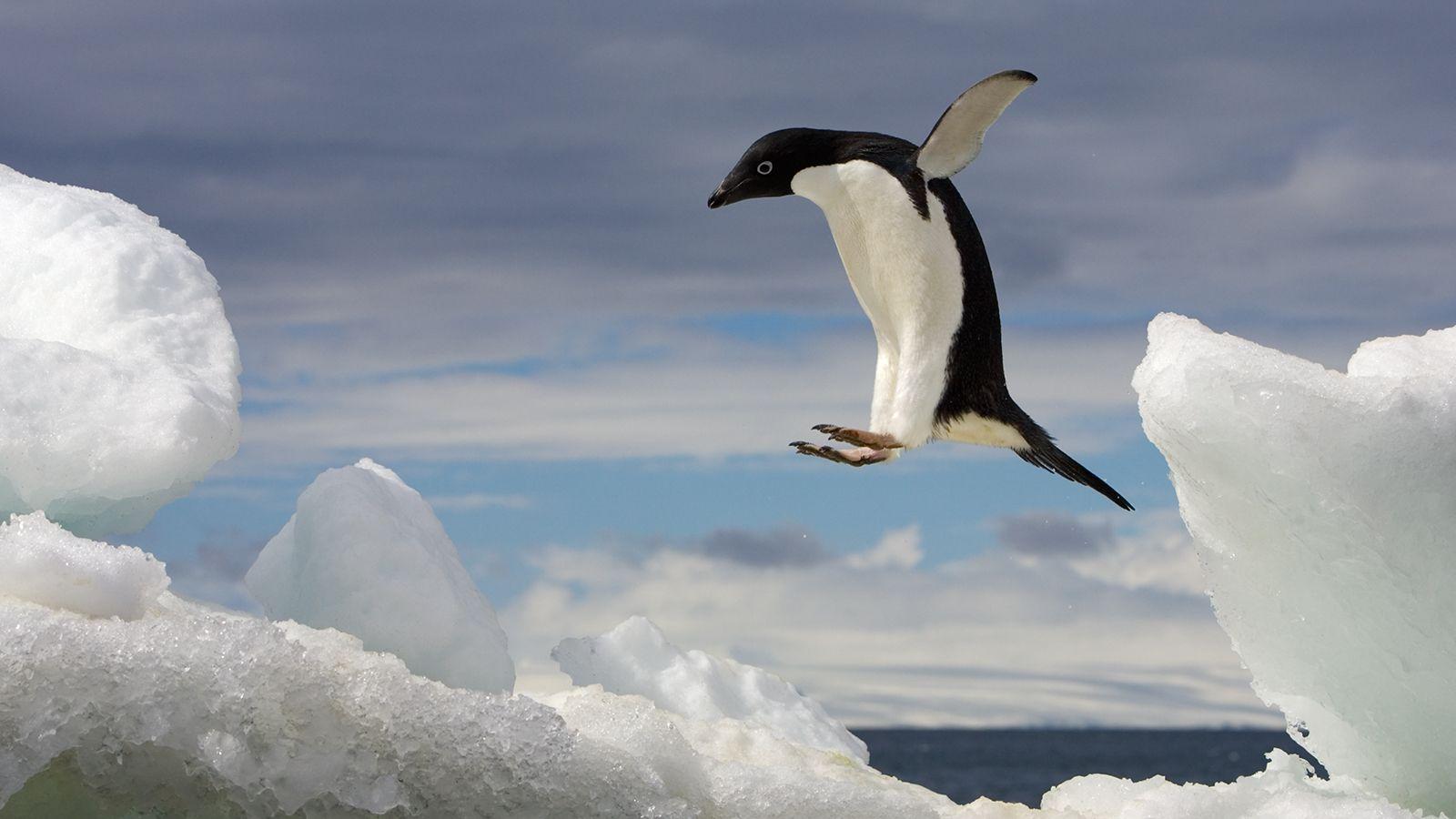 1600x900 Adélie Penguin