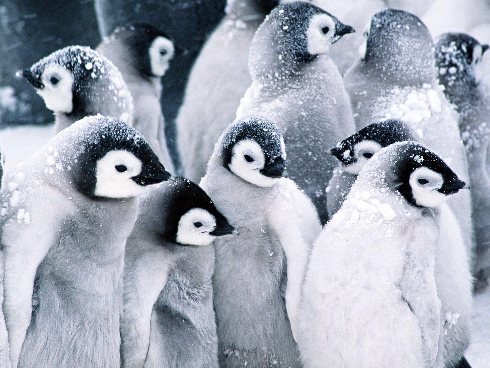1600x1200 Penguin Animal Wallpaper