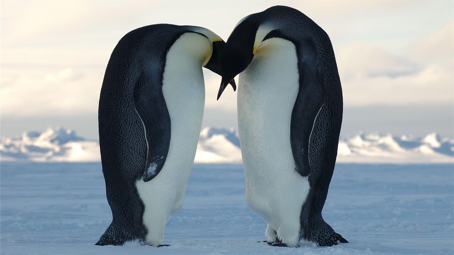 1920x1080 Cute Penguin Wallpaper