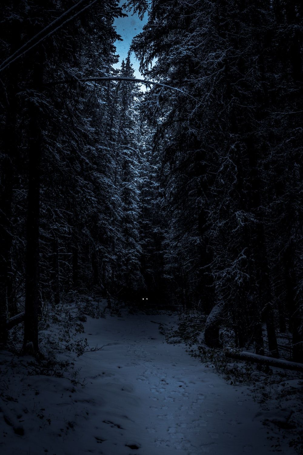 1000x1498 Night Forest Picture. Download Free Image