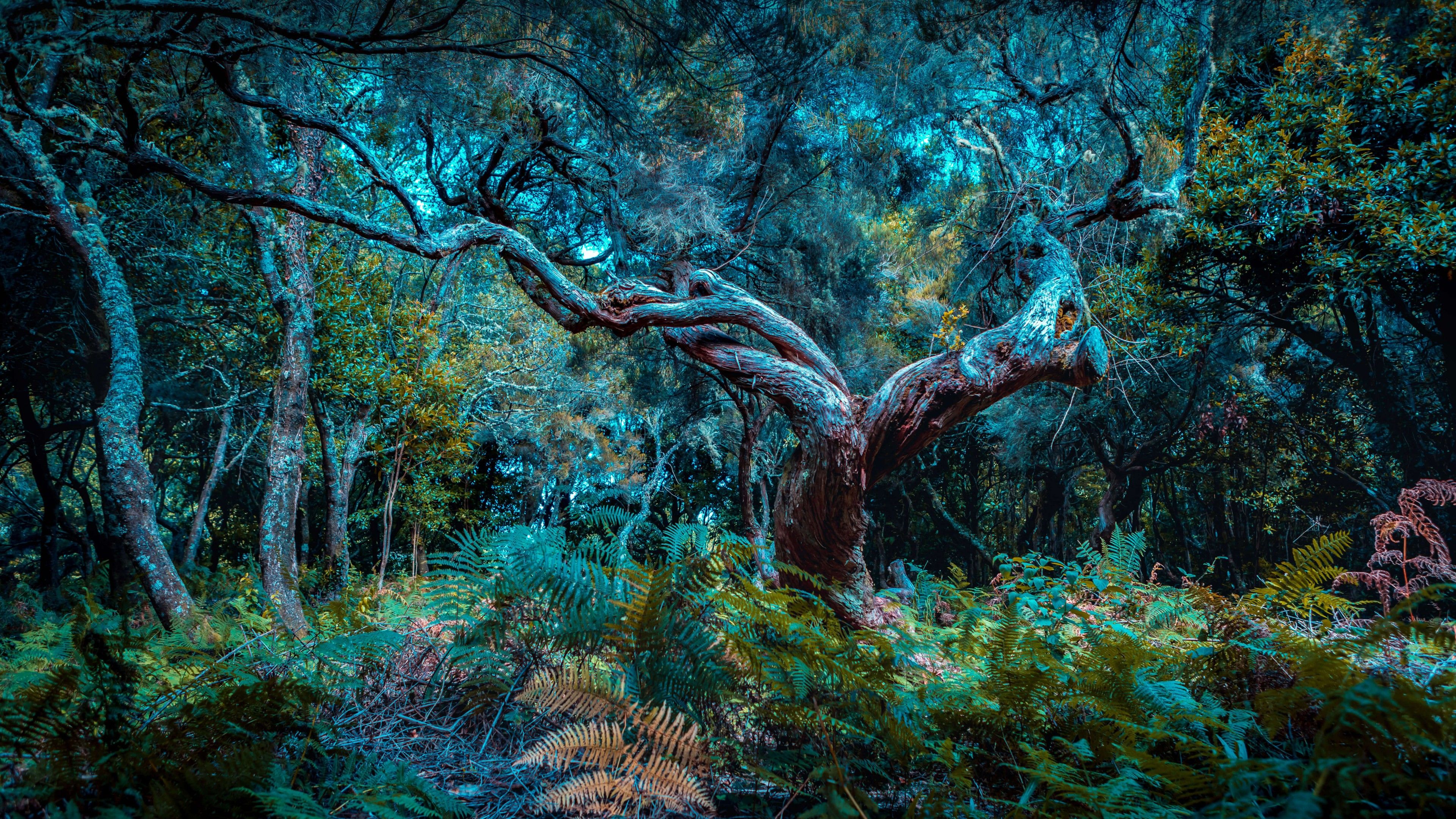 3840x2160 Wallpaper jungle, forest, trees, green, dark, 5K, Nature