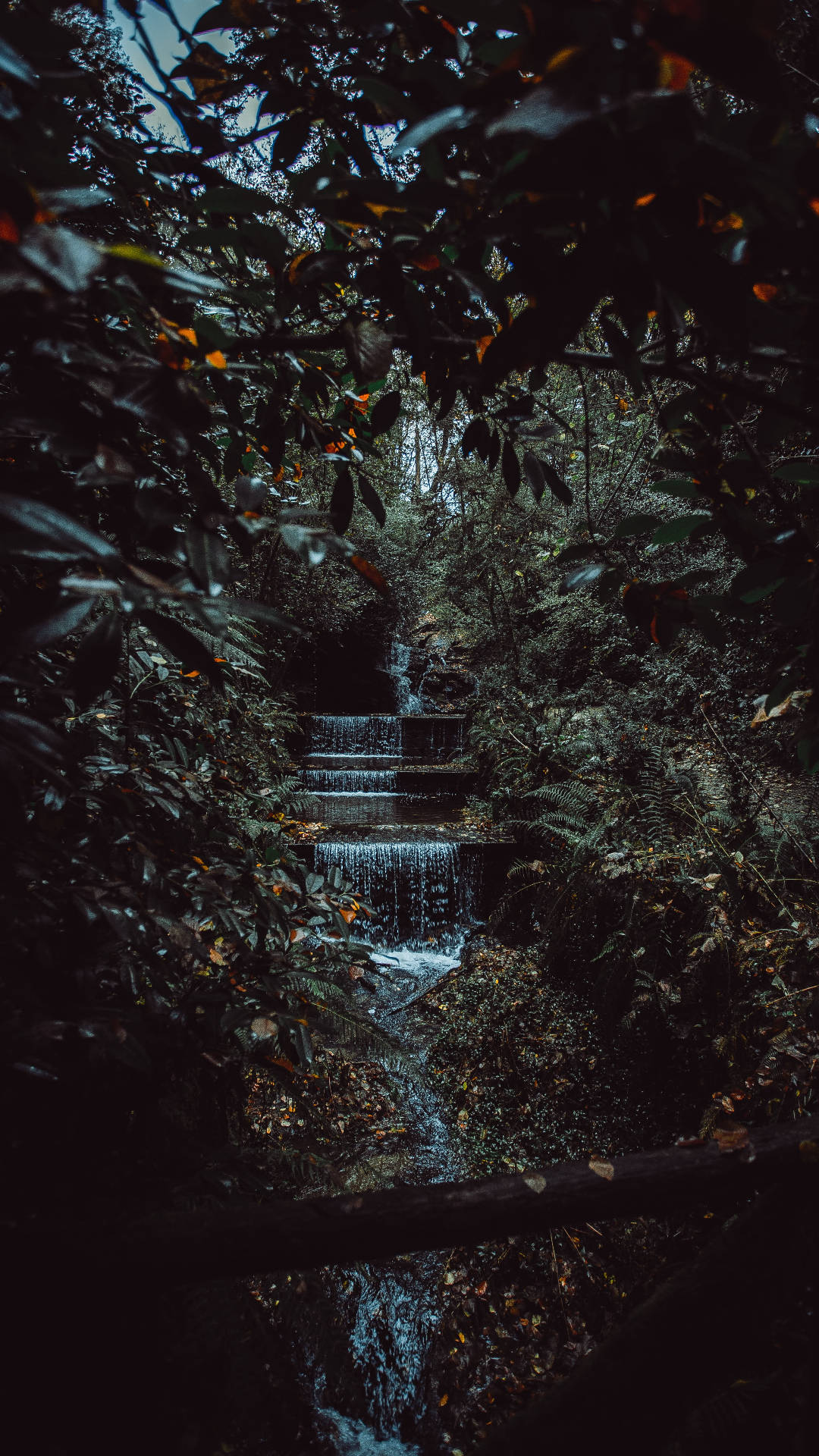1080x1920 Download Forest Stream Jungle iPhone Wallpaper