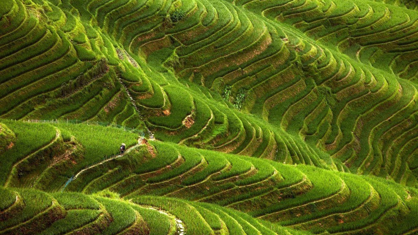 1366x768 Nature: Streched Tiger Indian Nature Wallpaper Ultra HD for HD 16:9