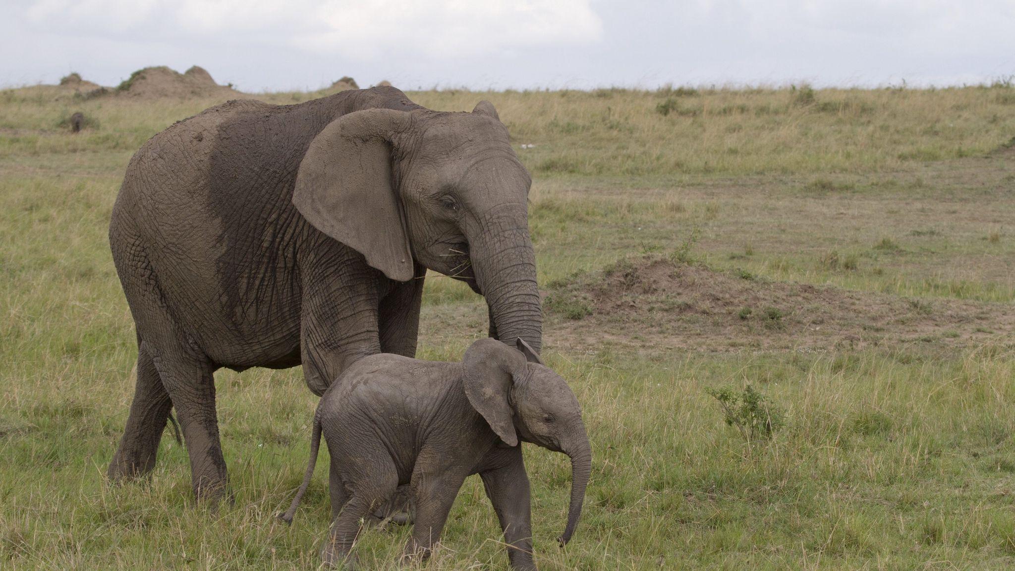 2048x1152 Download wallpaper 2048x1152 elephant, baby elephant, love, africa