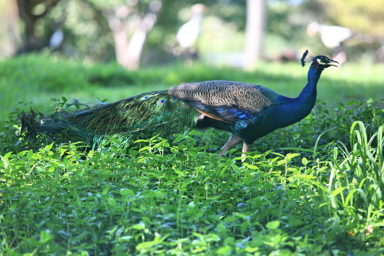 1280x853 Peafowl Bird. Indian Peafowl Bird Picture Free HD Wallpaper