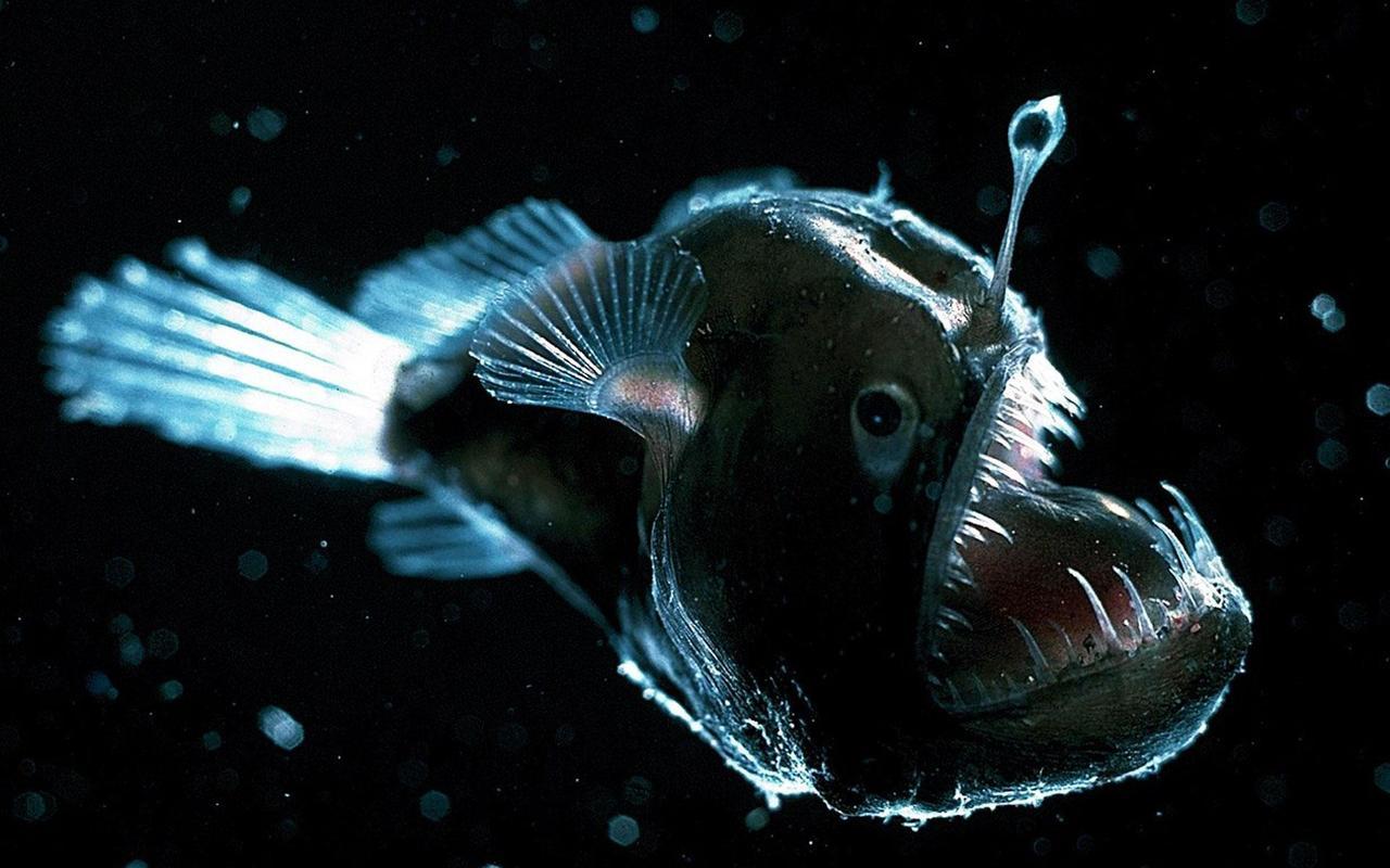 Anglerfish Wallpapers - Top Free Anglerfish Backgrounds - WallpaperAccess