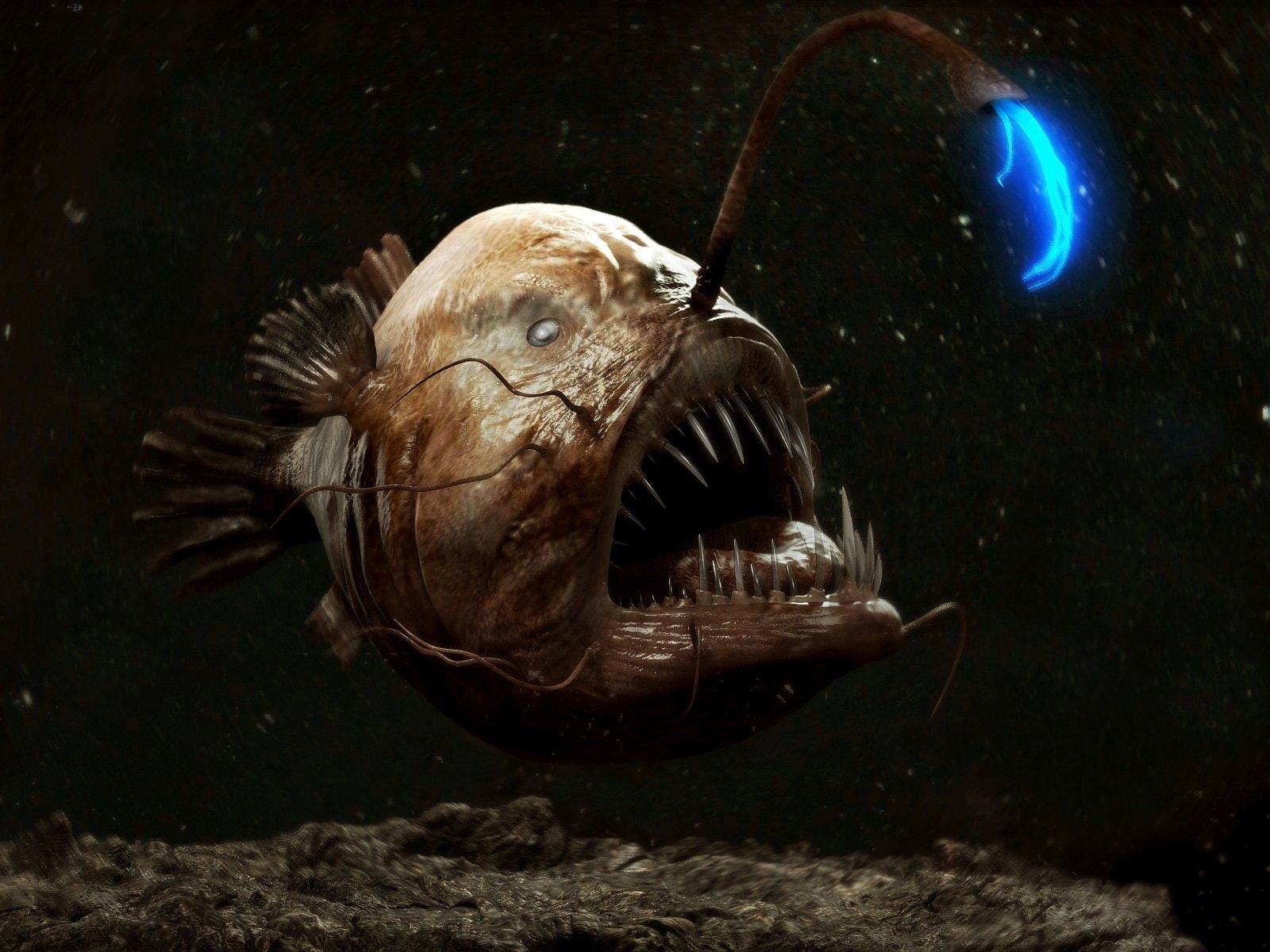 Anglerfish Wallpapers - Top Free Anglerfish Backgrounds - WallpaperAccess