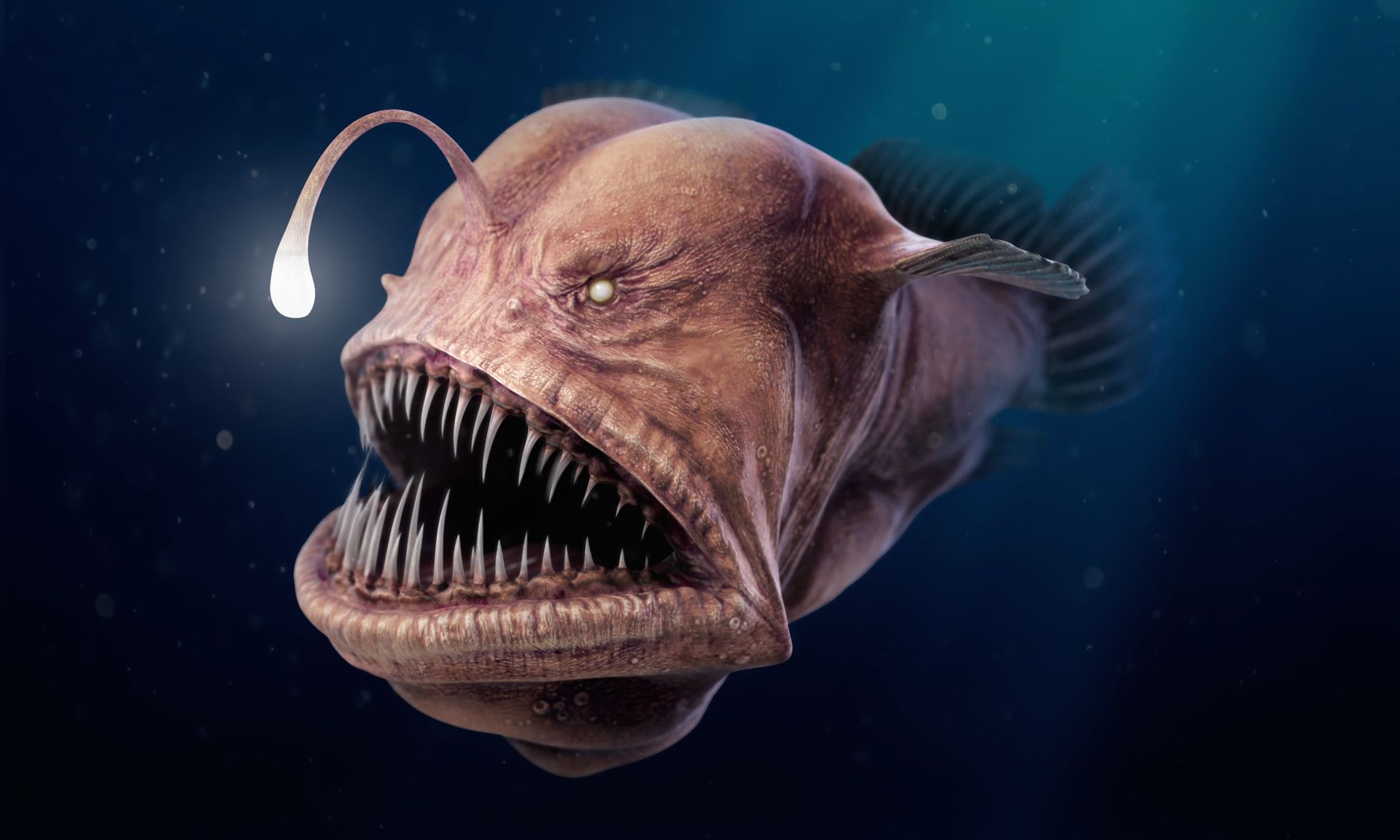 Anglerfish Wallpapers - Top Free Anglerfish Backgrounds - WallpaperAccess